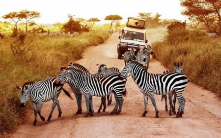 Safari a Tanzania desde Argent...